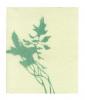 Shadow Series I by Katherine McGinn