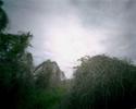North Carolina Kudzu by Diana Bloomfield