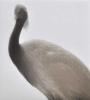 Feathered Light II by Mikio Watanabe